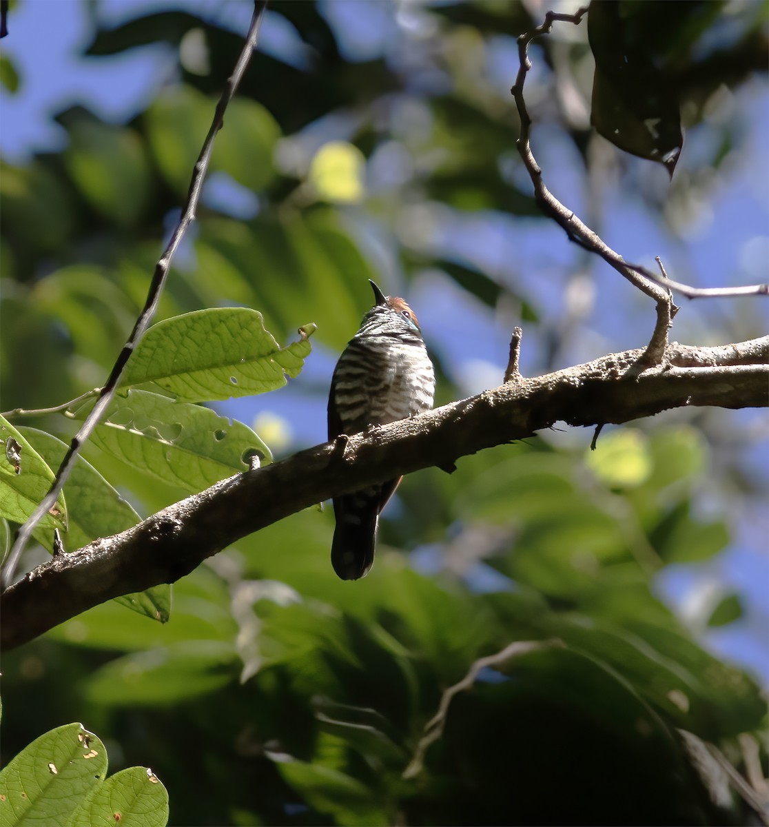 White-eared Bronze-Cuckoo - ML617183517