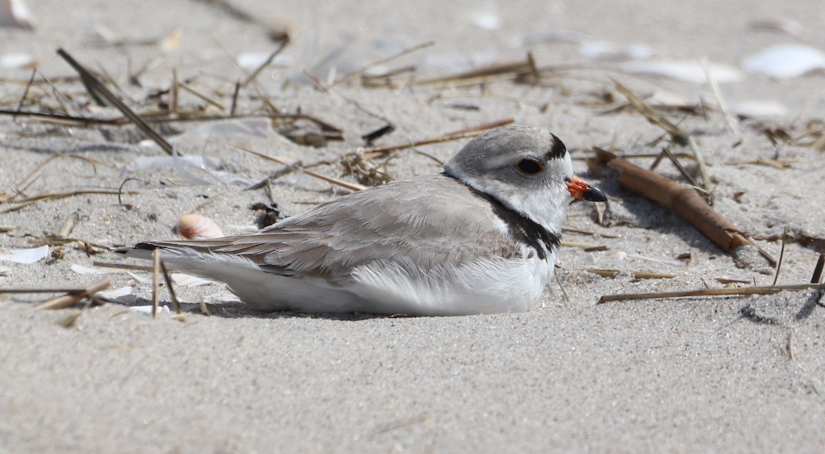 Piping Plover - MA 2