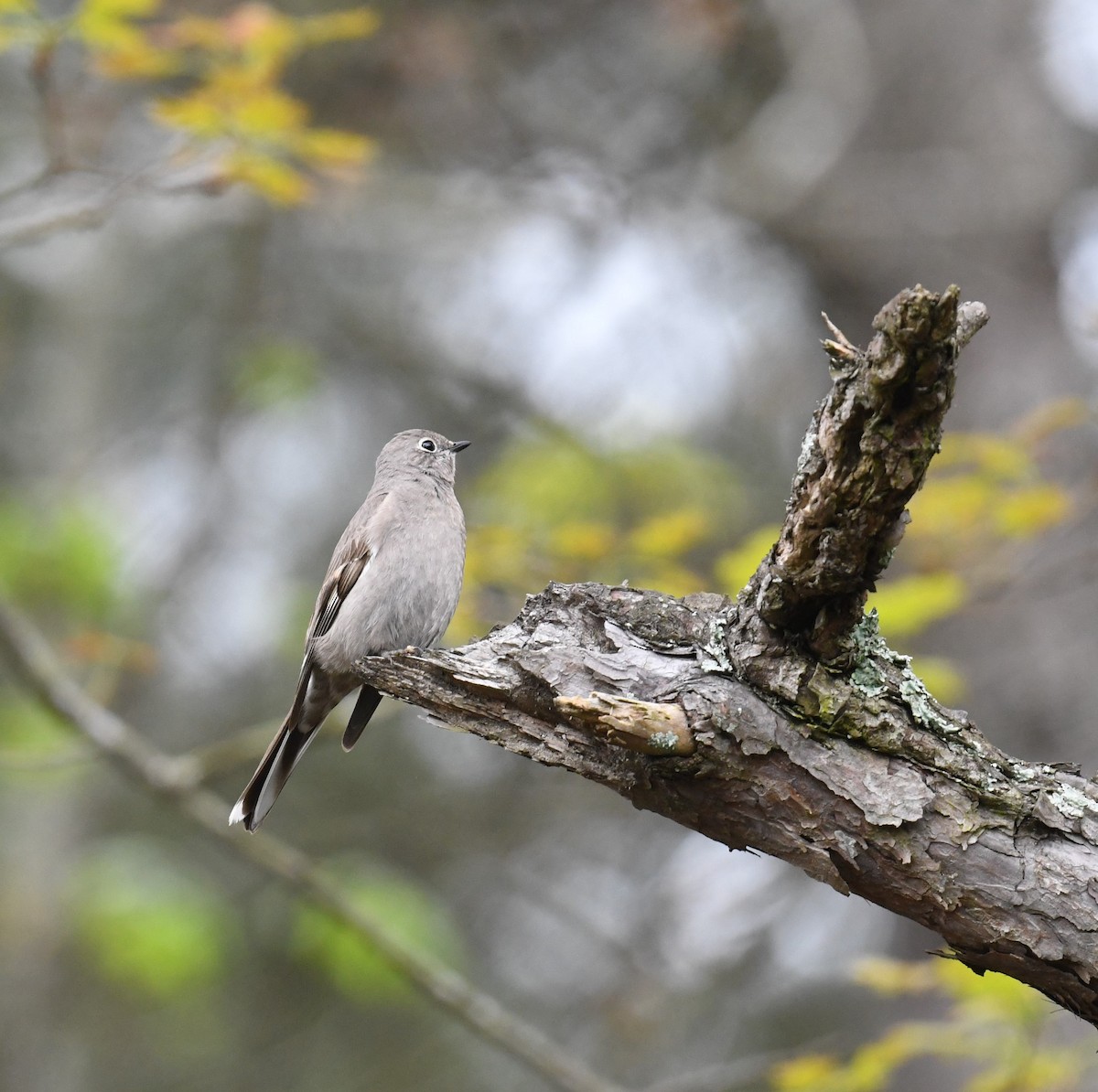 Townsend's Solitaire - Cindy Stacy