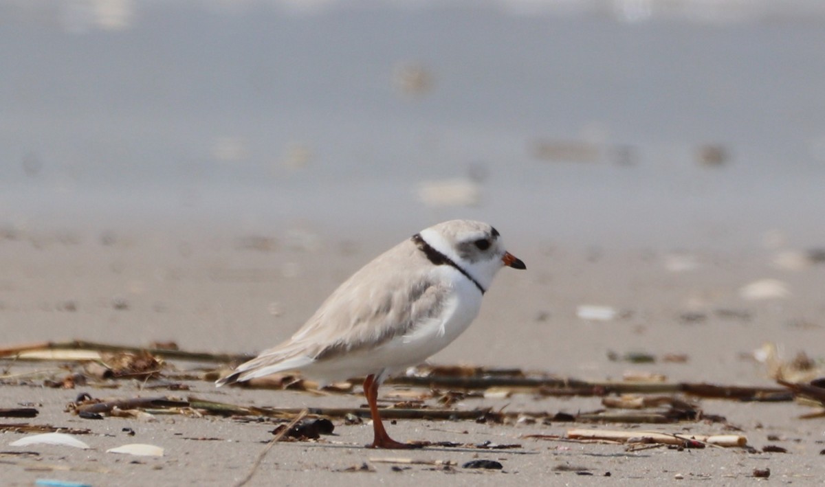 Piping Plover - ML617183673