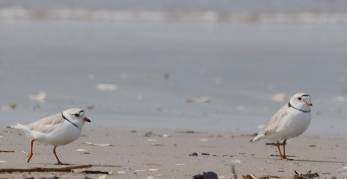 Piping Plover - ML617183674