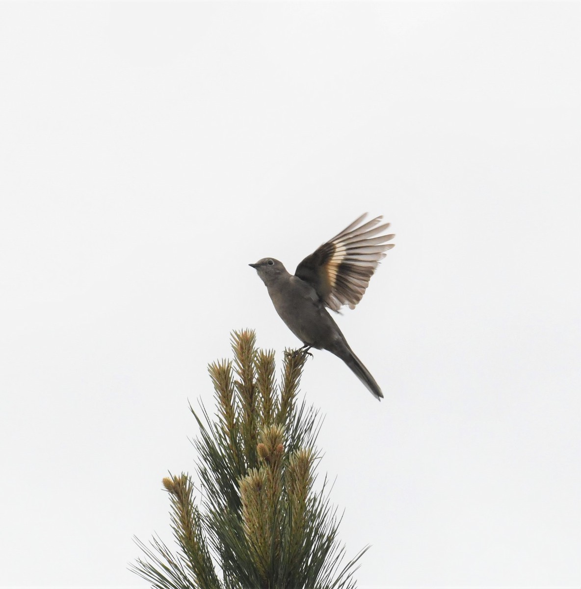 Townsend's Solitaire - ML617183688