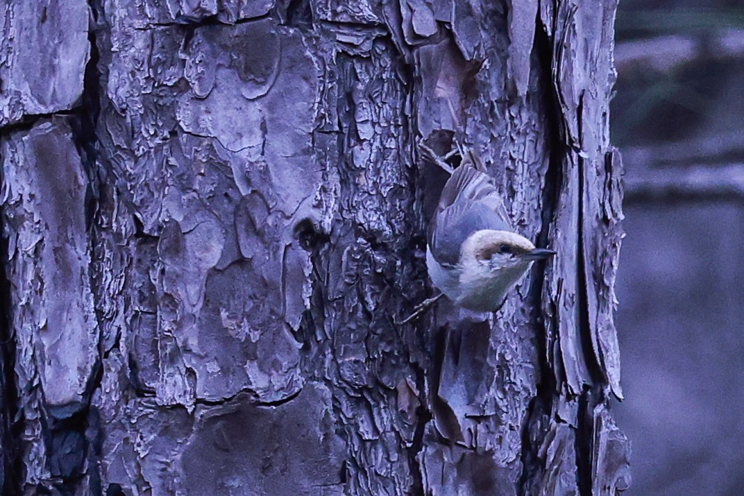 Brown-headed Nuthatch - ML617183715