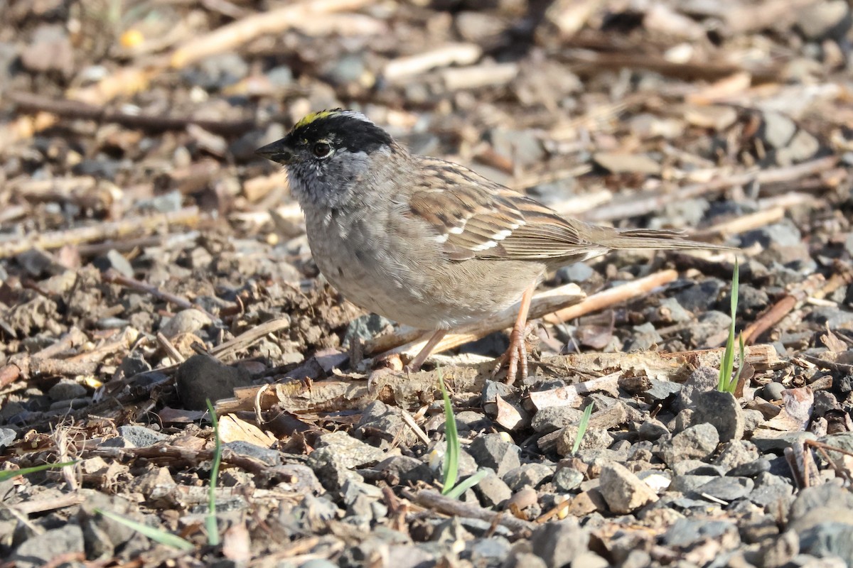 Golden-crowned Sparrow - ML617183769