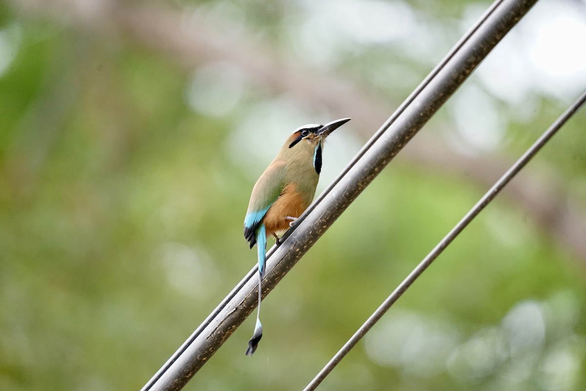 Turquoise-browed Motmot - Mike Hearell