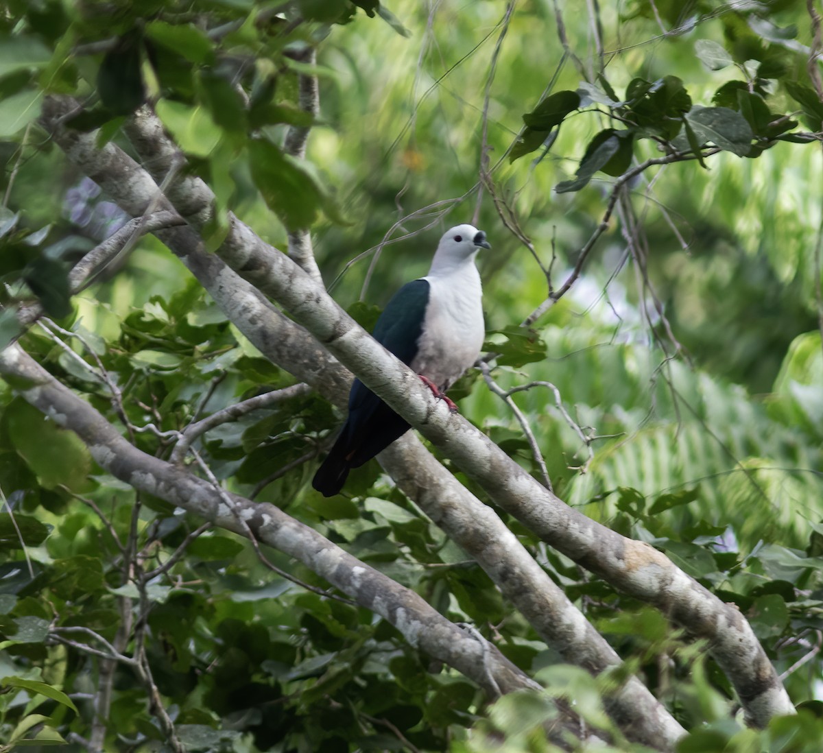 holub papuánský - ML617183923