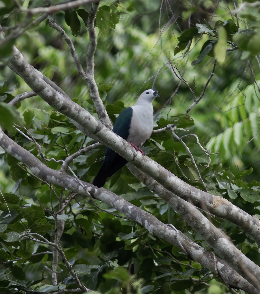 holub papuánský - ML617183924