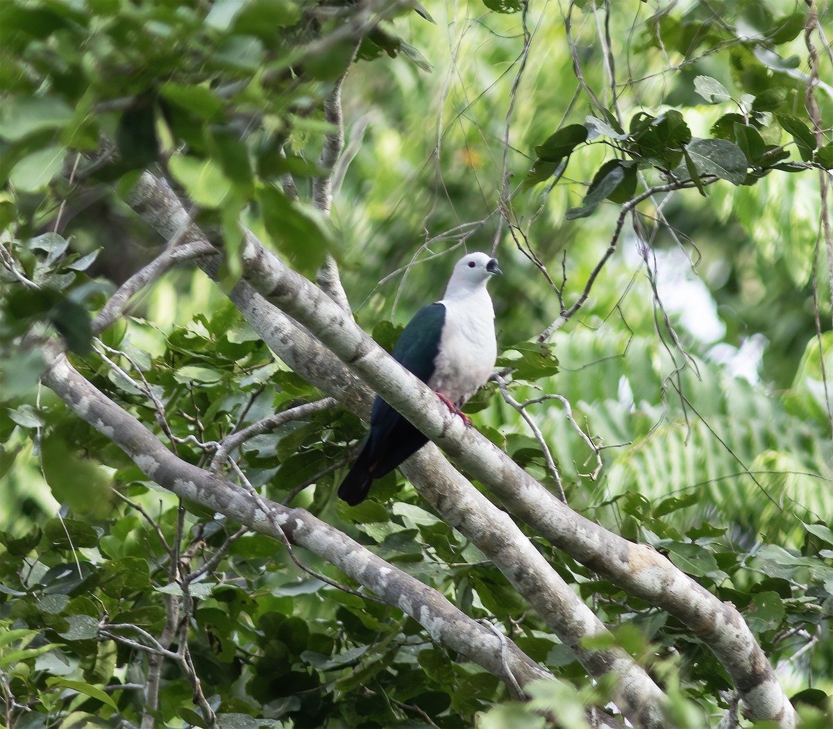 Spice Imperial-Pigeon - ML617183925
