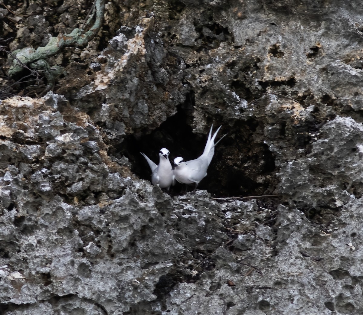 Black-naped Tern - ML617183953
