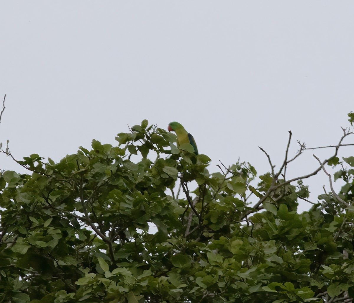 Great-billed Parrot - ML617183984
