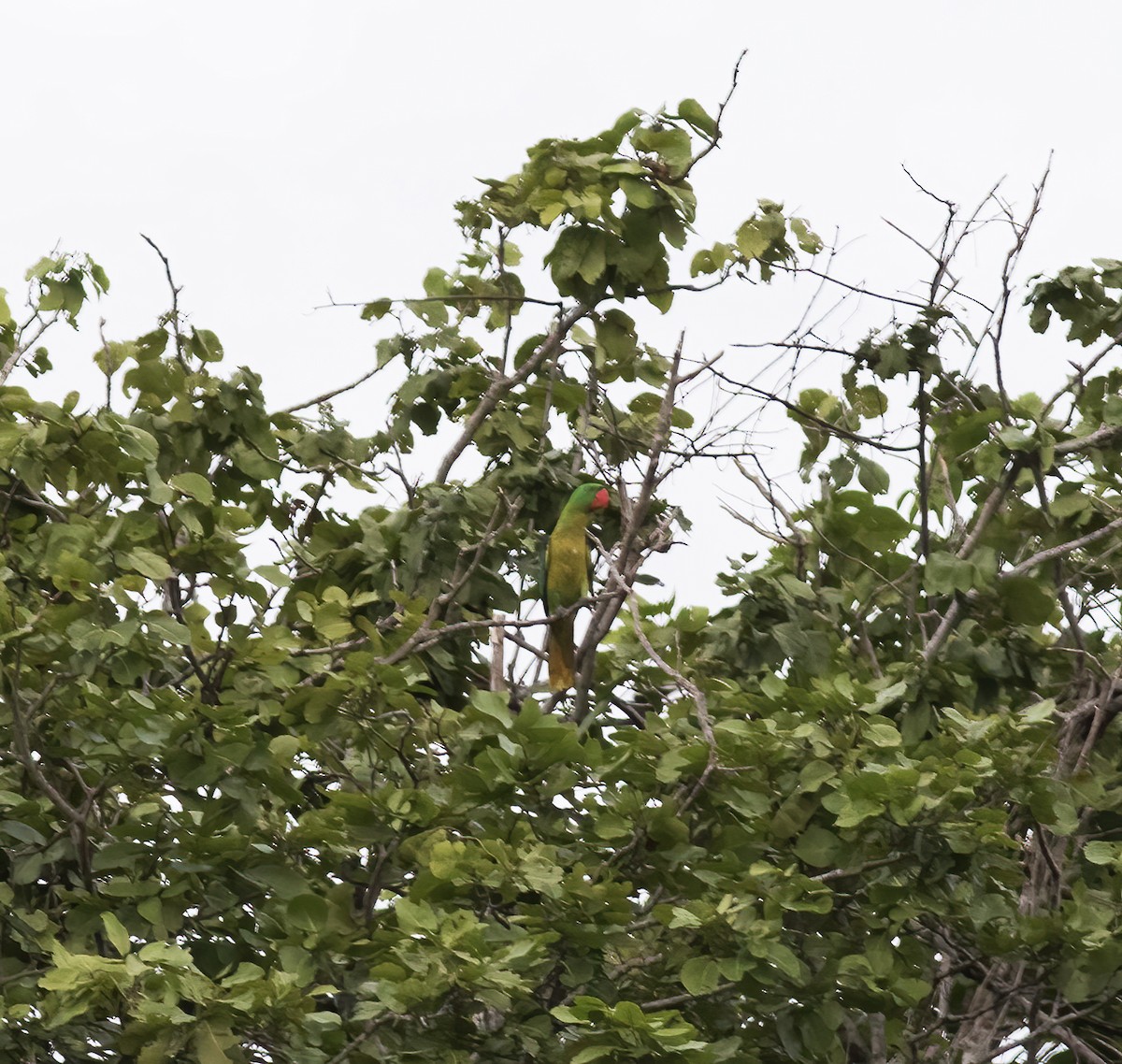 Great-billed Parrot - ML617184014