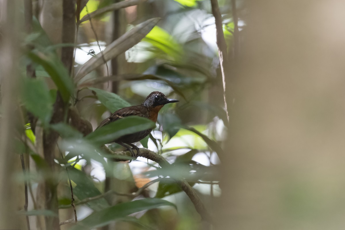 Wing-banded Antbird - ML617184113