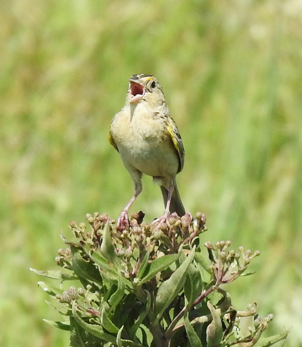 Grasshopper Sparrow - ML617184148