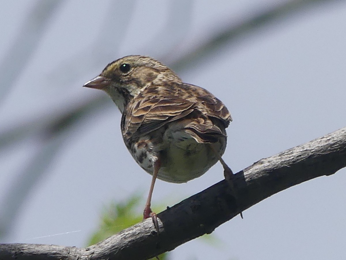 Savannah Sparrow - ML617184171