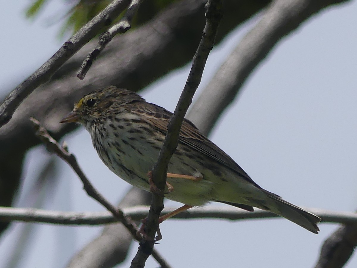 Savannah Sparrow - ML617184173