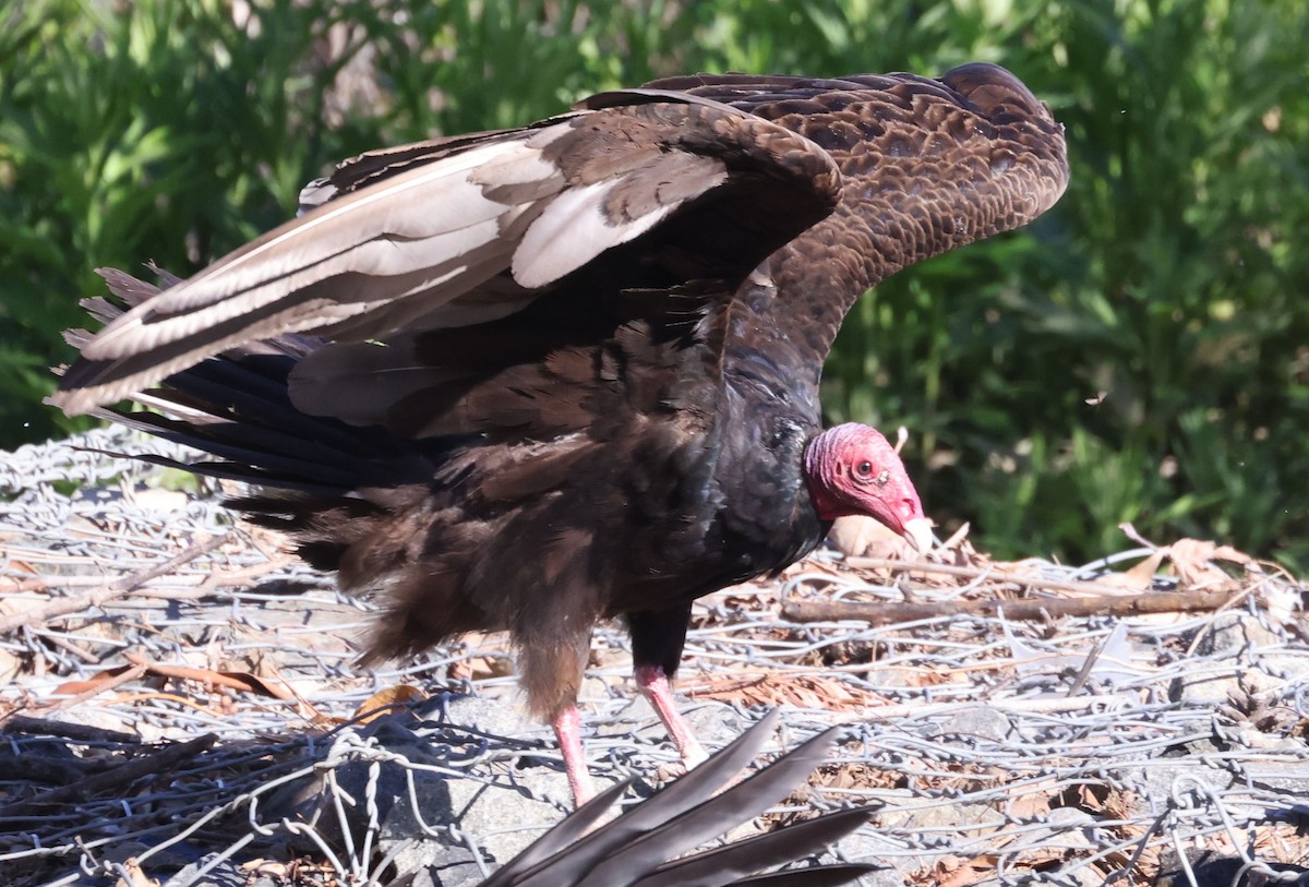 Turkey Vulture - ML617184226