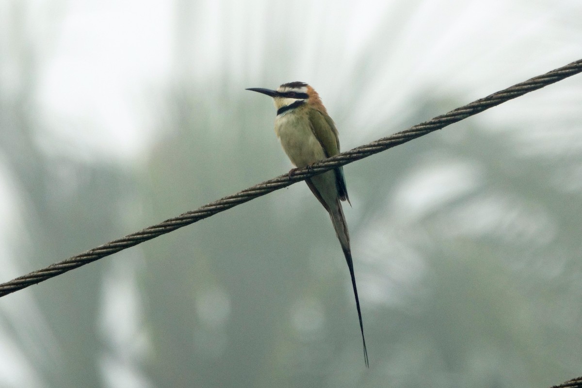 White-throated Bee-eater - Carl Haynie