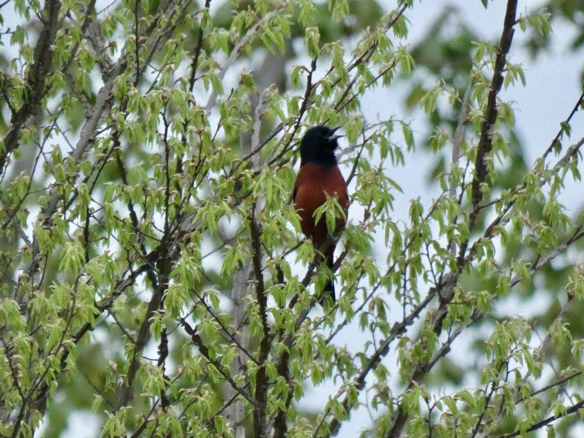Orchard Oriole - ML617184286