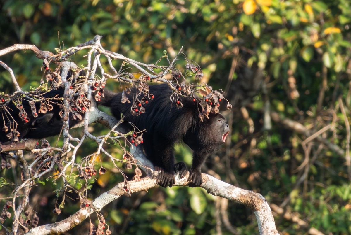 Mexican black howler monkey - ML617184342