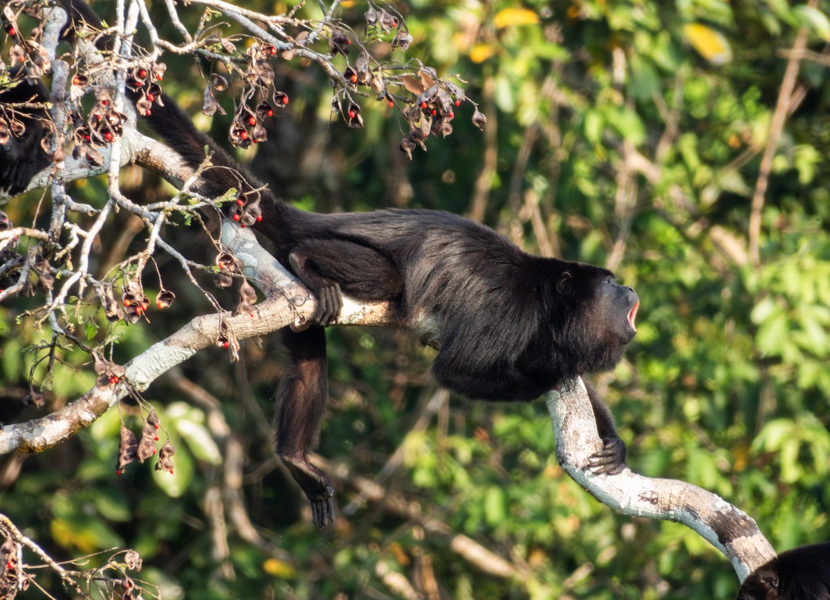 Mexican black howler monkey - Silvano López Gómez