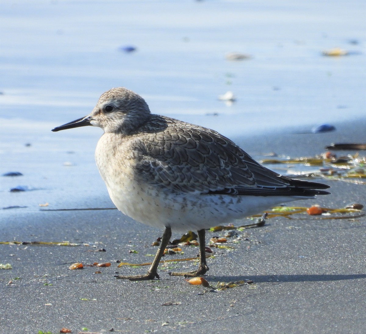 Red Knot - ML617184428