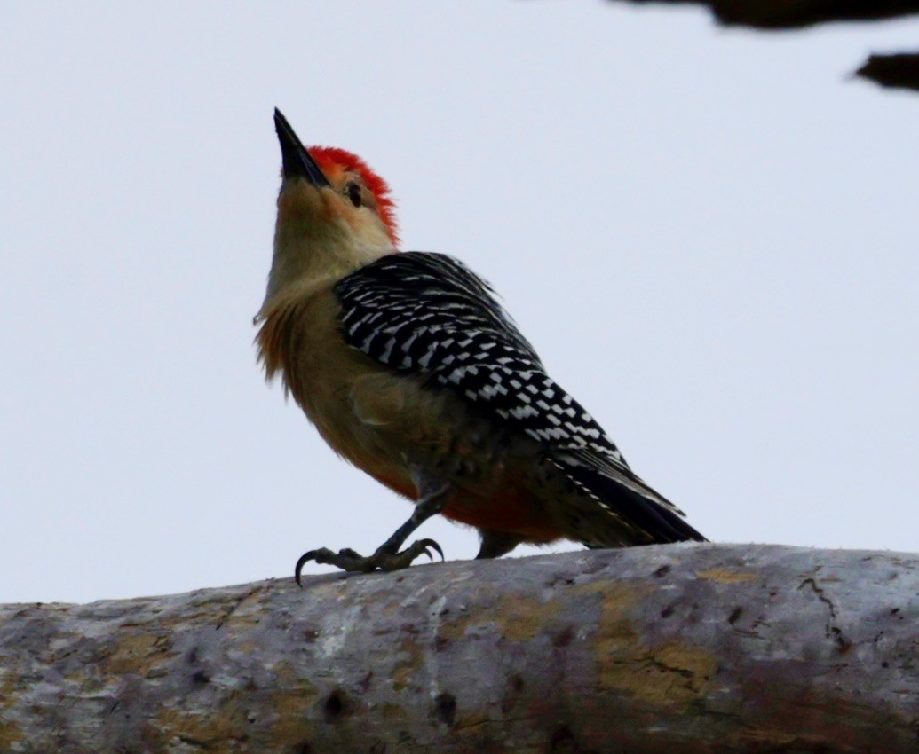 Red-bellied Woodpecker - ML617184472