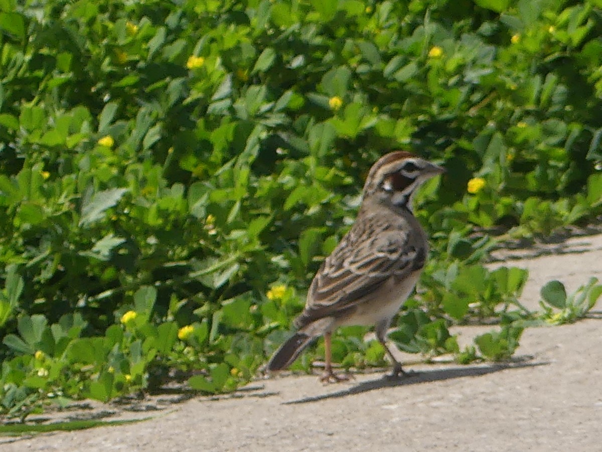 Lark Sparrow - ML617184526