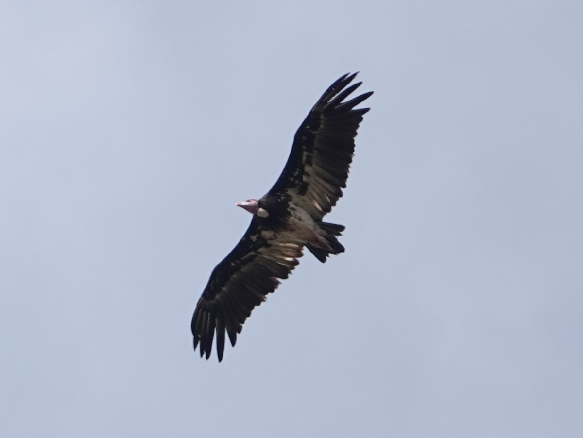 White-headed Vulture - ML617184528