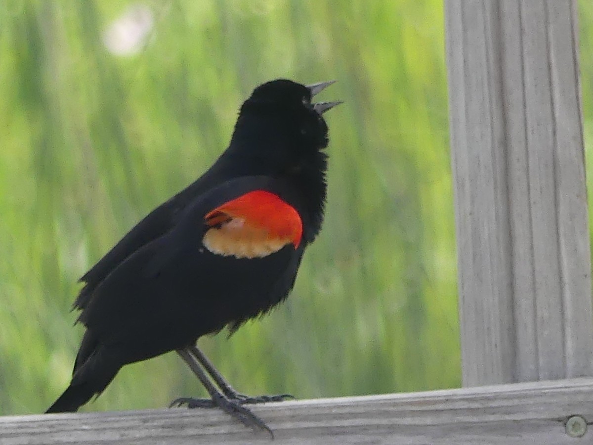 Red-winged Blackbird - ML617184579