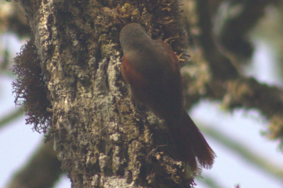 Red-faced Spinetail - ML617184583