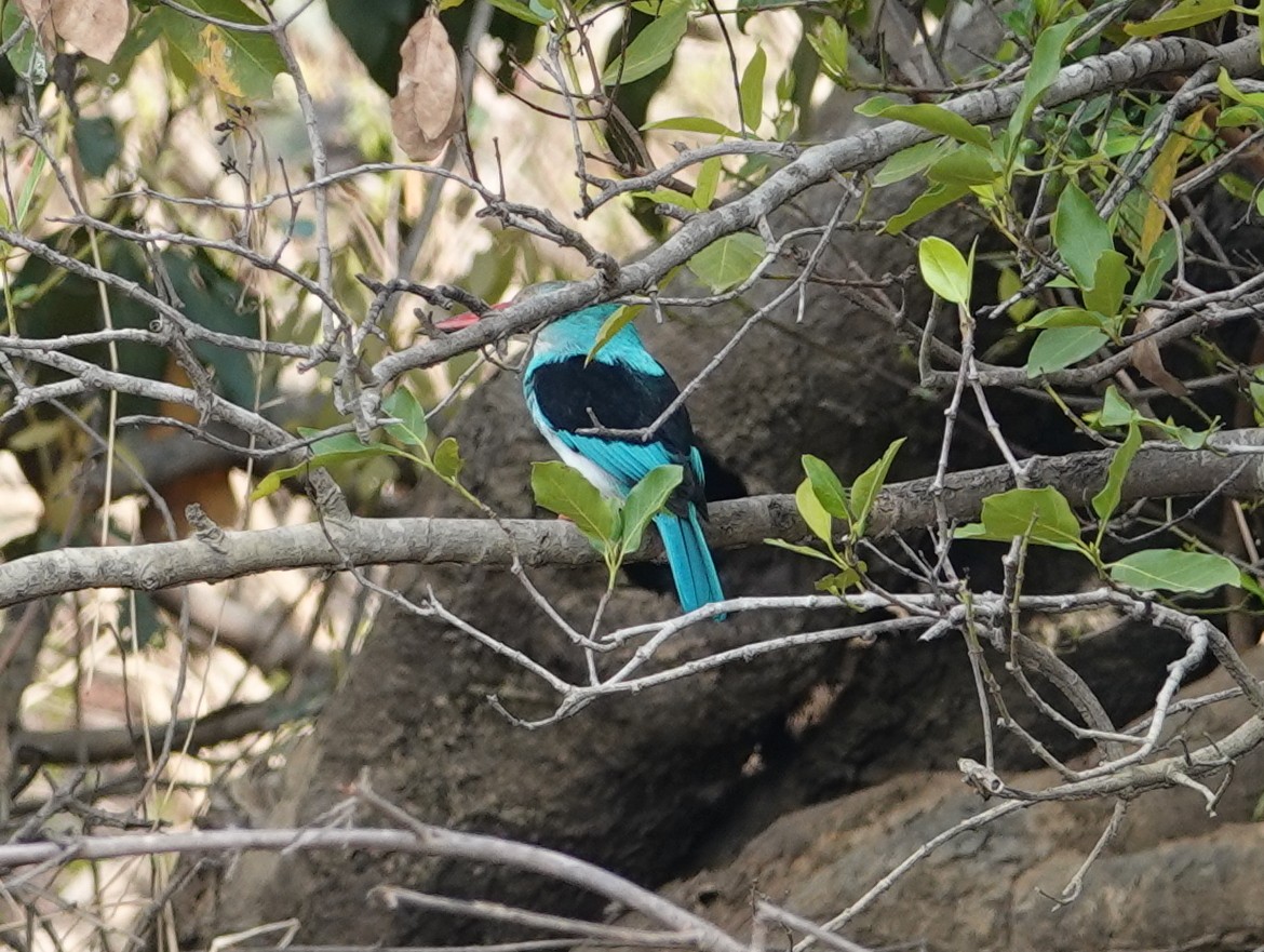 Blue-breasted Kingfisher - Peter Yendle