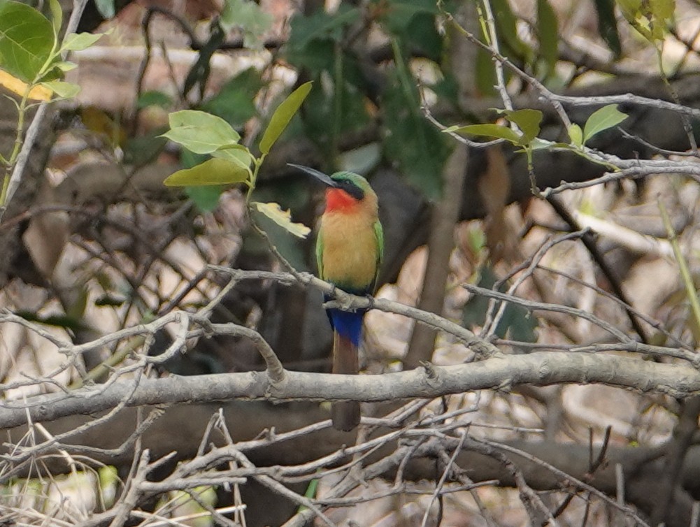 Red-throated Bee-eater - ML617184617