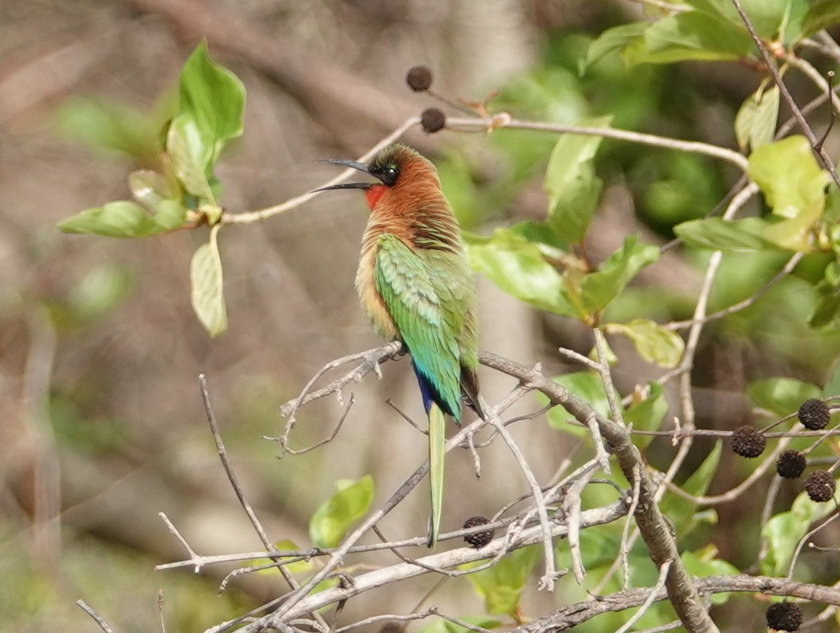 Red-throated Bee-eater - ML617184618
