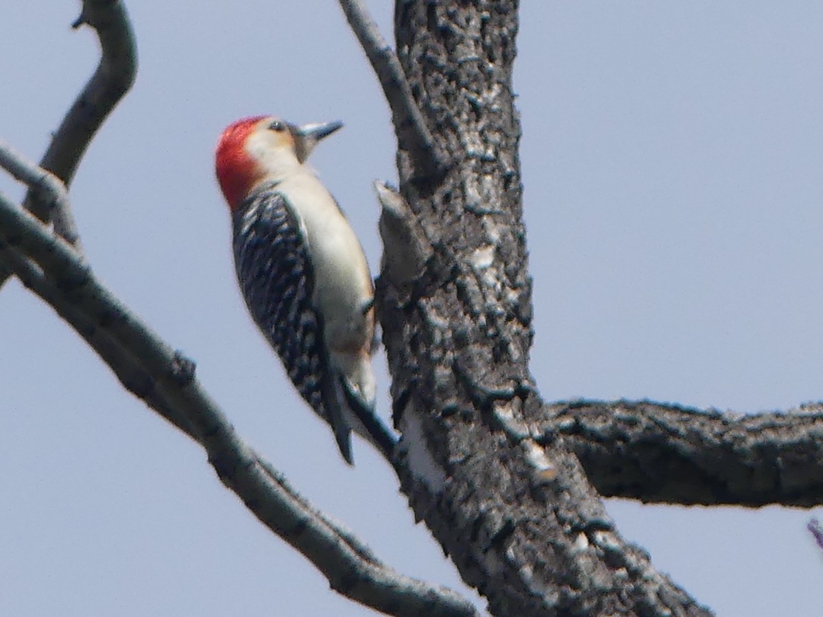 Red-bellied Woodpecker - ML617184695