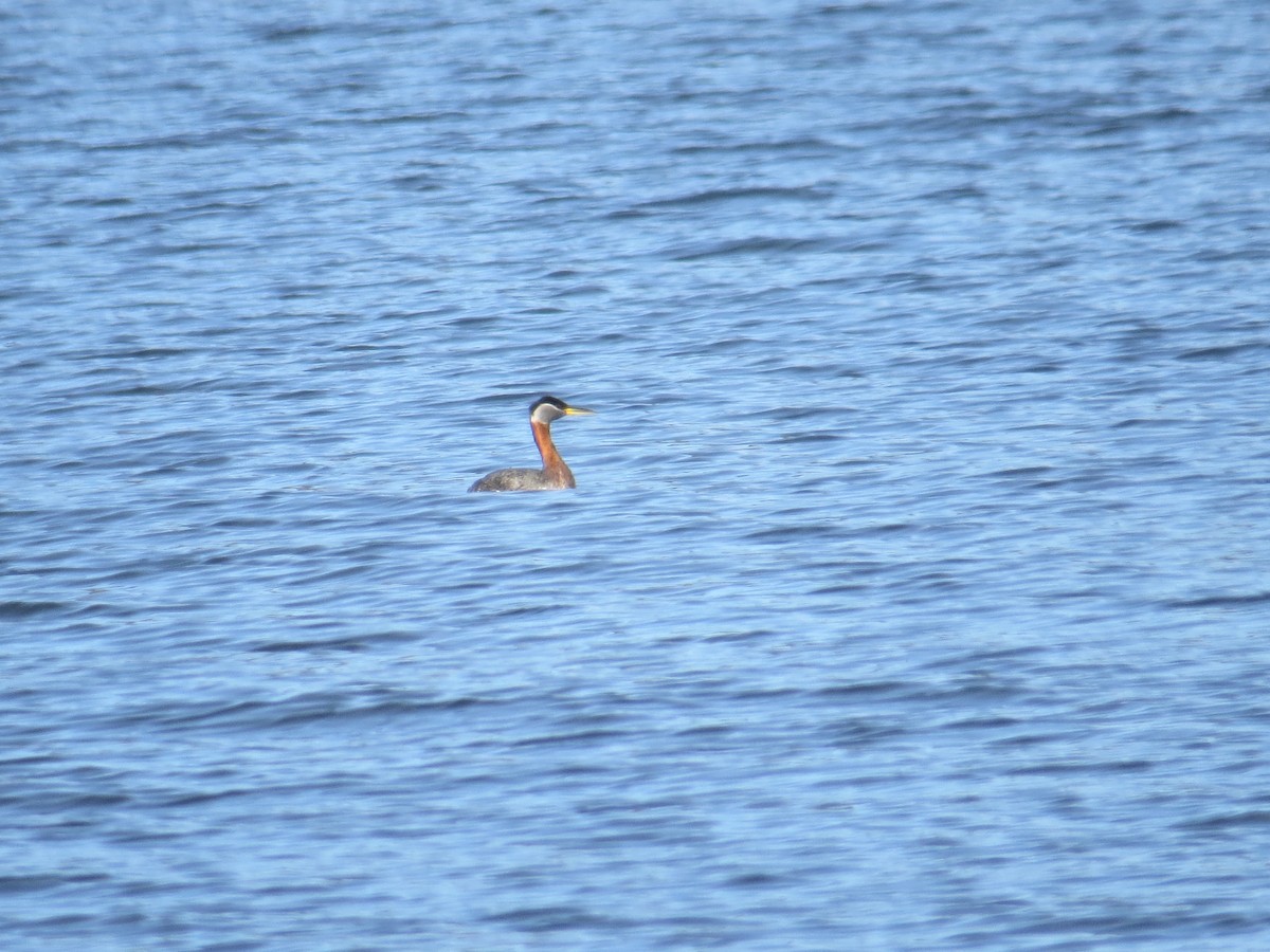 Red-necked Grebe - ML617184720