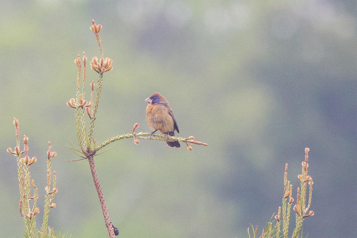 Ebird Checklist - 10 Apr 2024 - Mcdowell Prairie - 52 Species