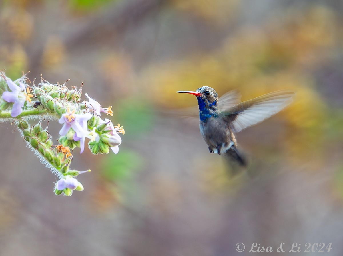Turquoise-crowned Hummingbird - ML617184894