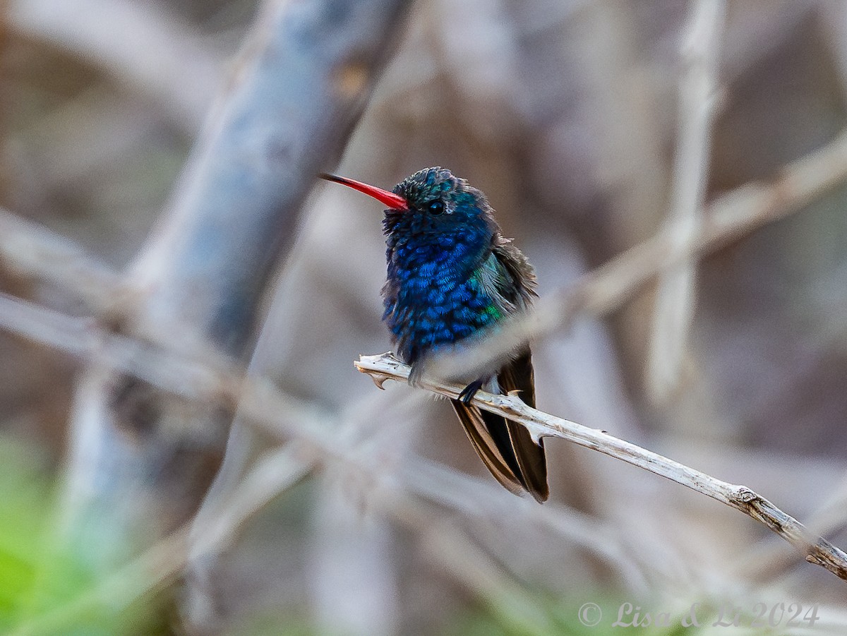 Turquoise-crowned Hummingbird - ML617184897