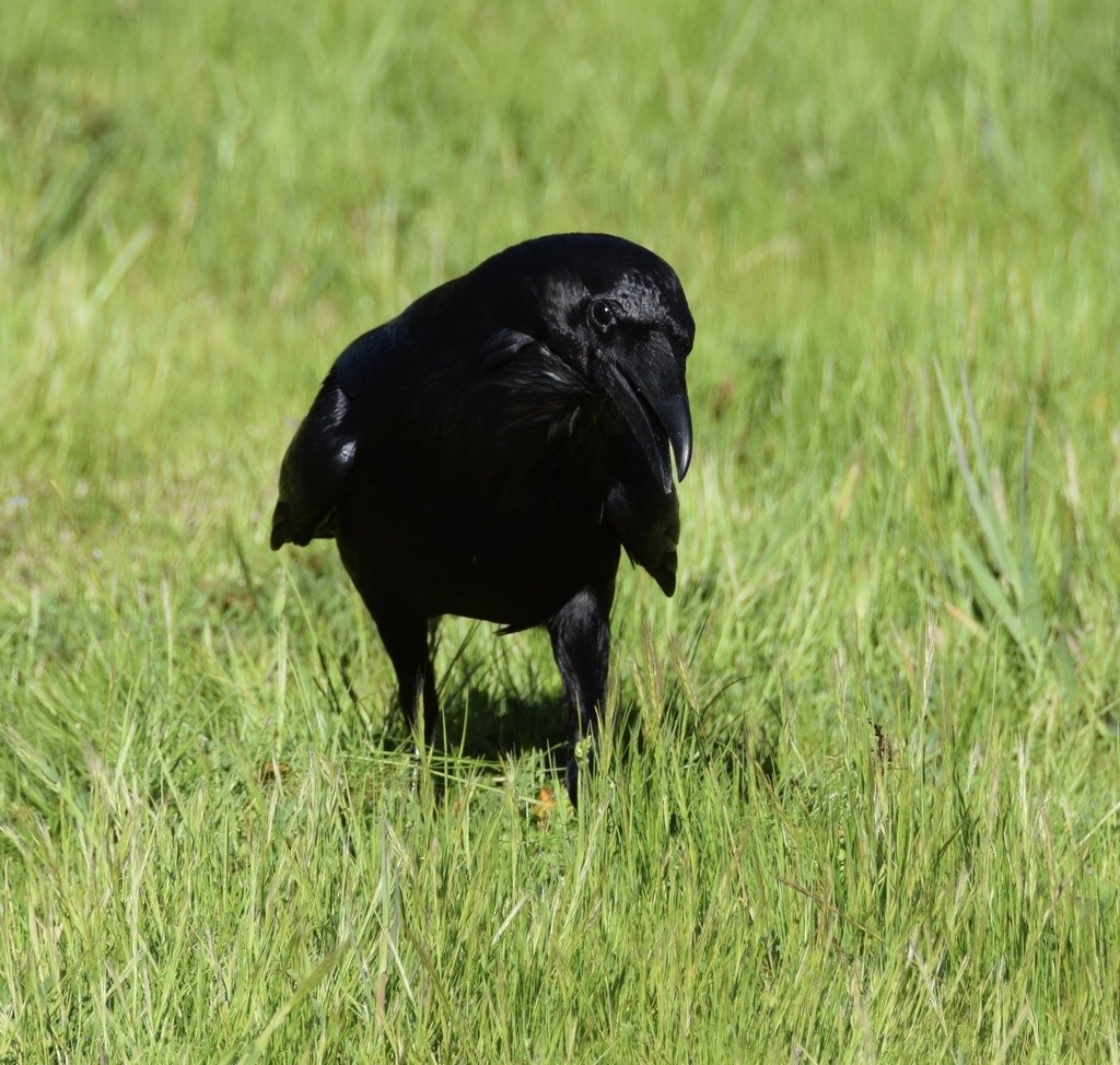 Common Raven - Nick Kowalske