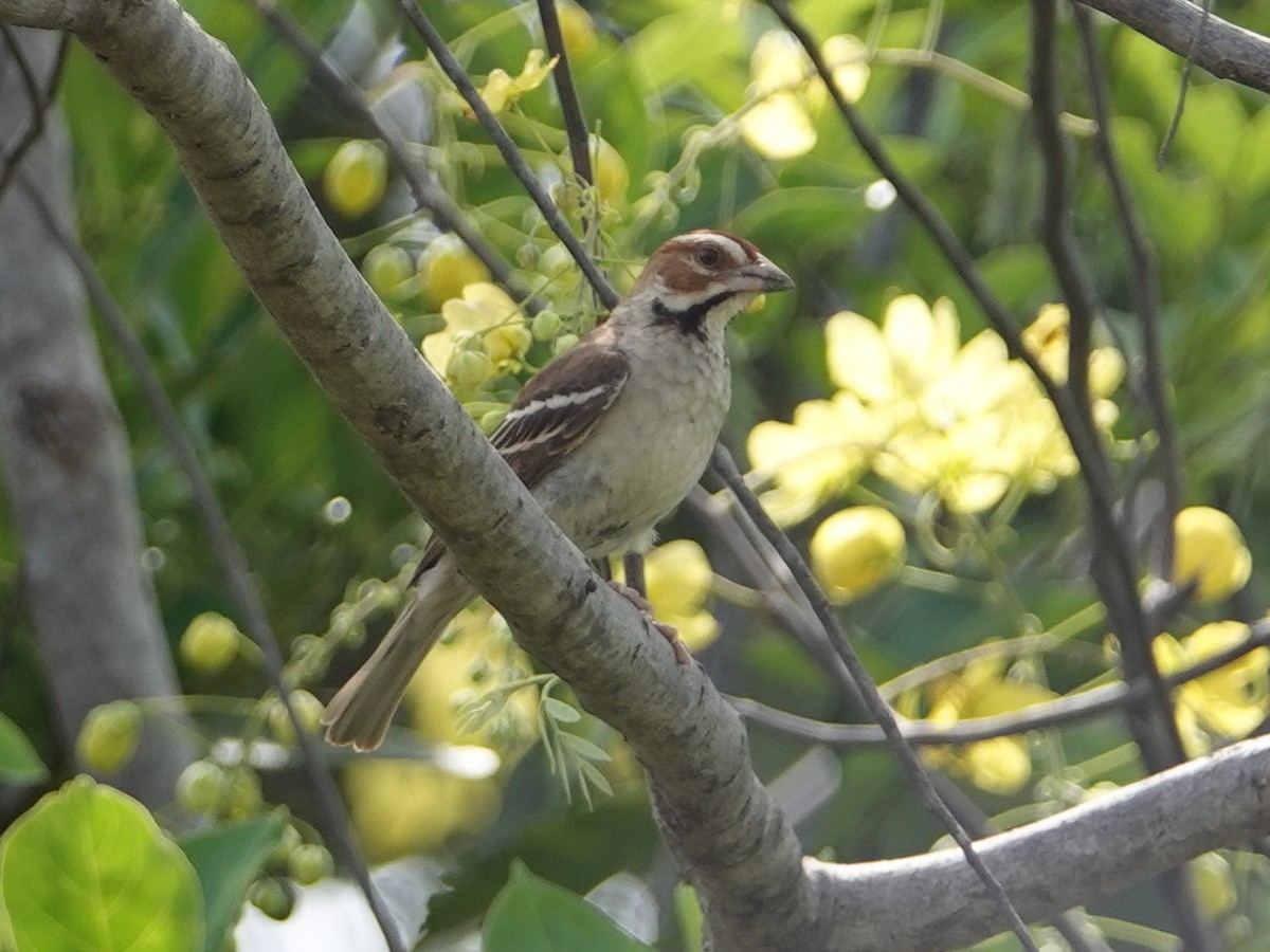 Chestnut-crowned Sparrow-Weaver - ML617184908