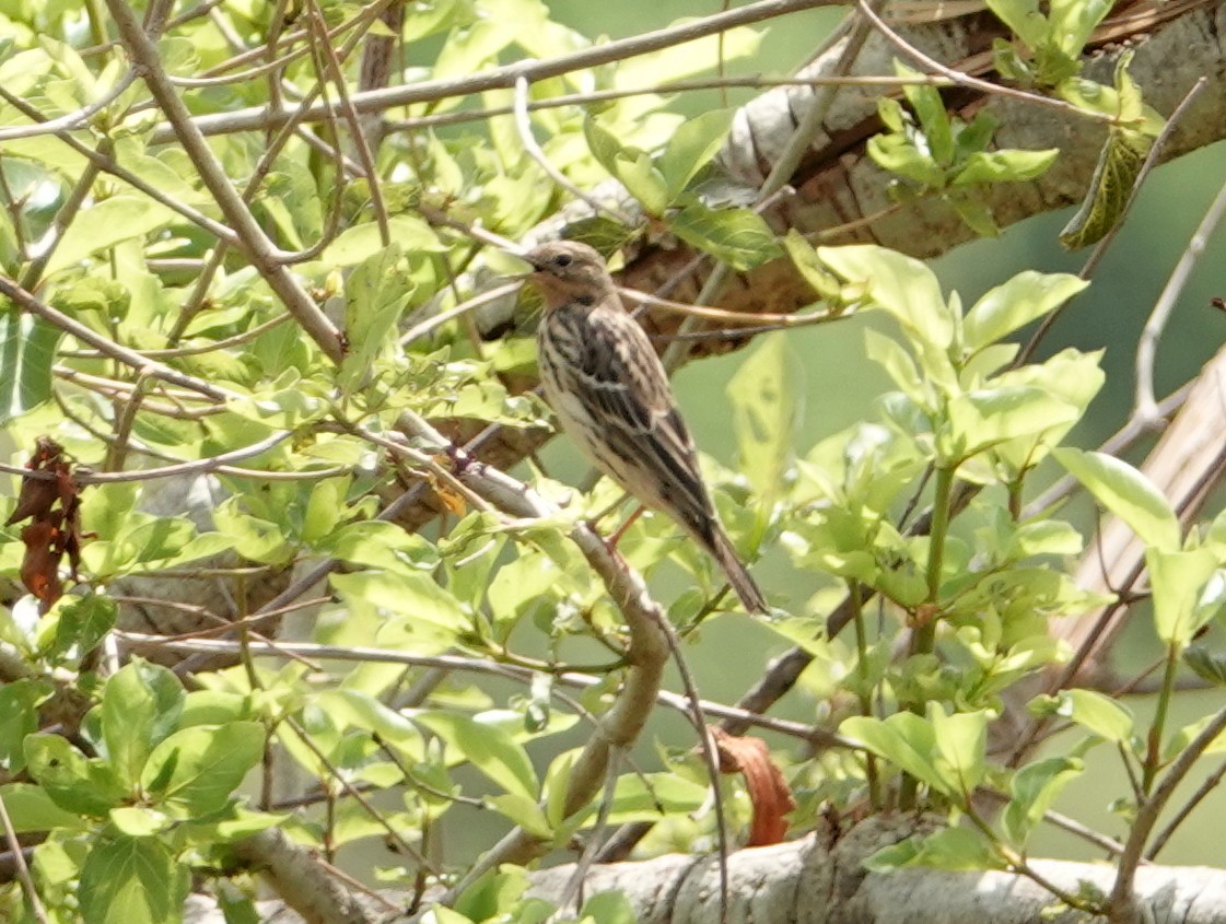 Red-throated Pipit - ML617184927