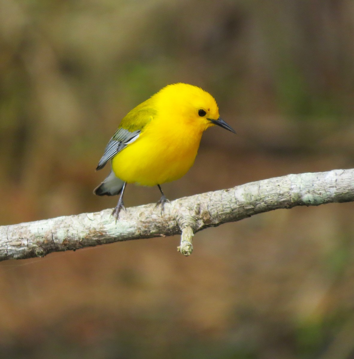 Prothonotary Warbler - ML617184966