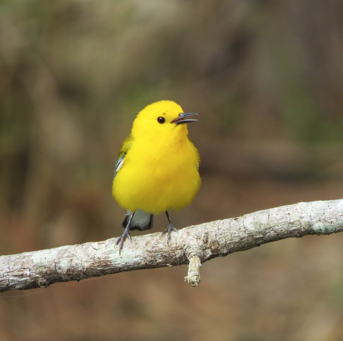 Prothonotary Warbler - ML617185018