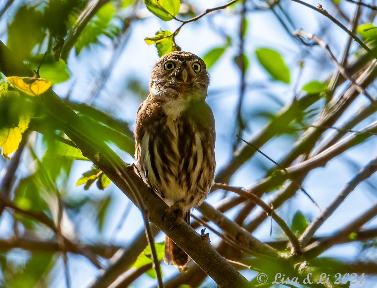 Ferruginous Pygmy-Owl (Ferruginous) - ML617185034
