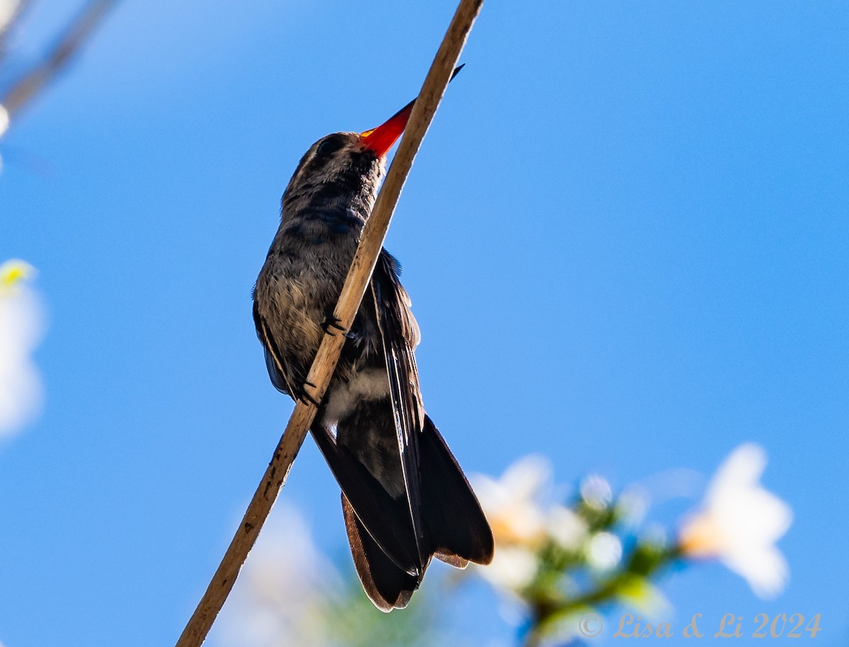 kolibřík aztécký - ML617185043
