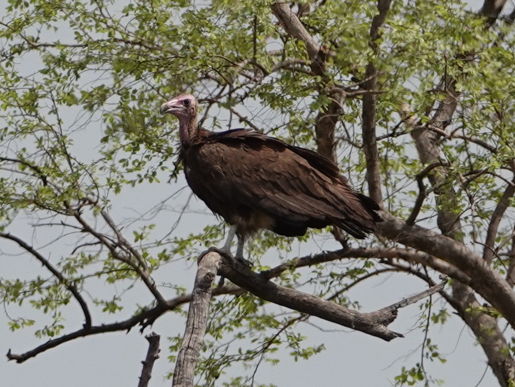 Hooded Vulture - ML617185063