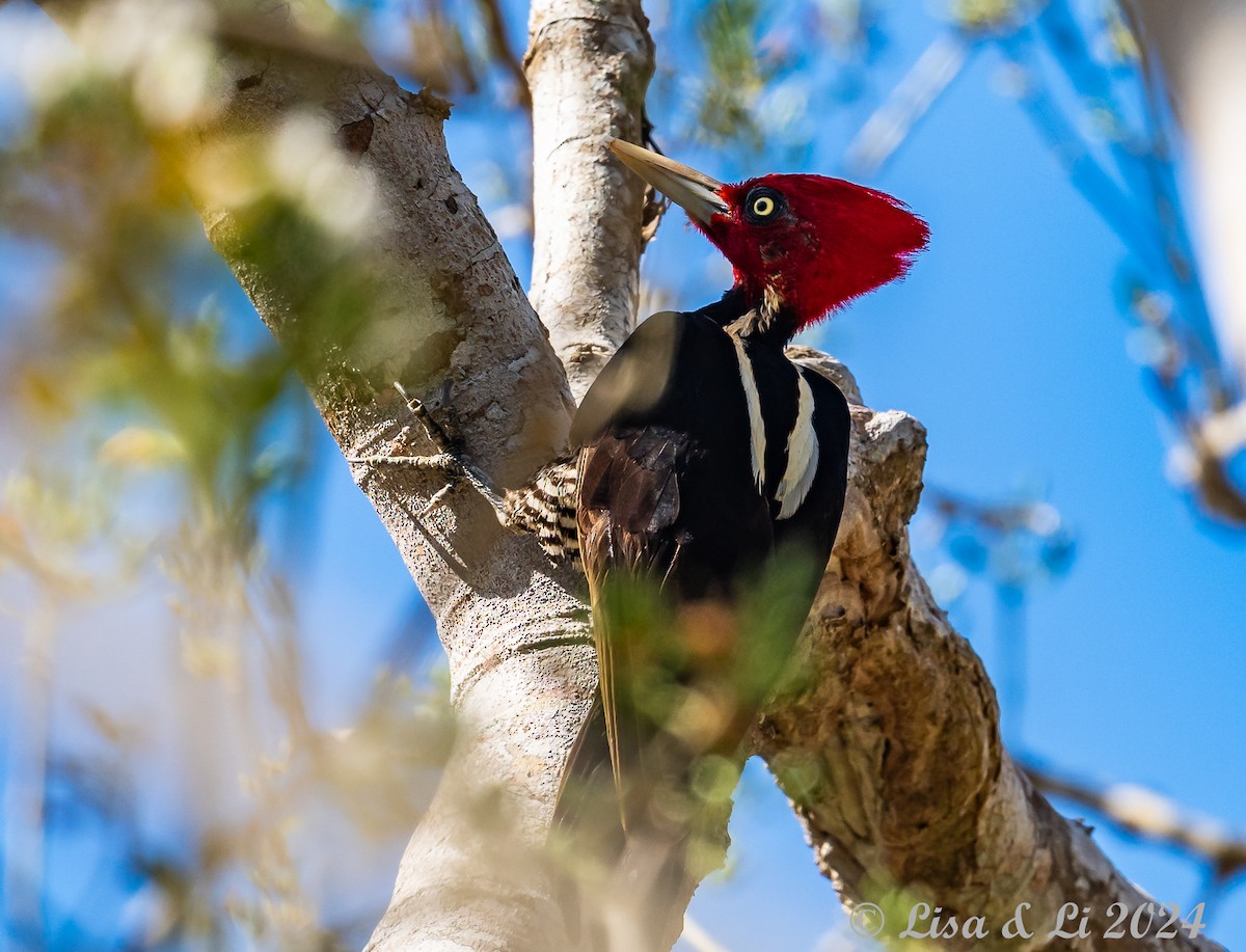 Pale-billed Woodpecker - ML617185073