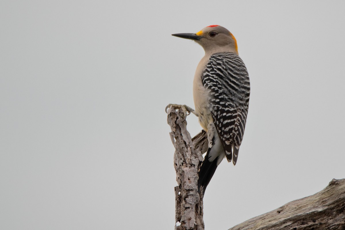 Golden-fronted Woodpecker - ML617185079