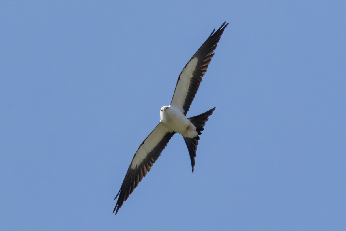 Swallow-tailed Kite - ML617185189