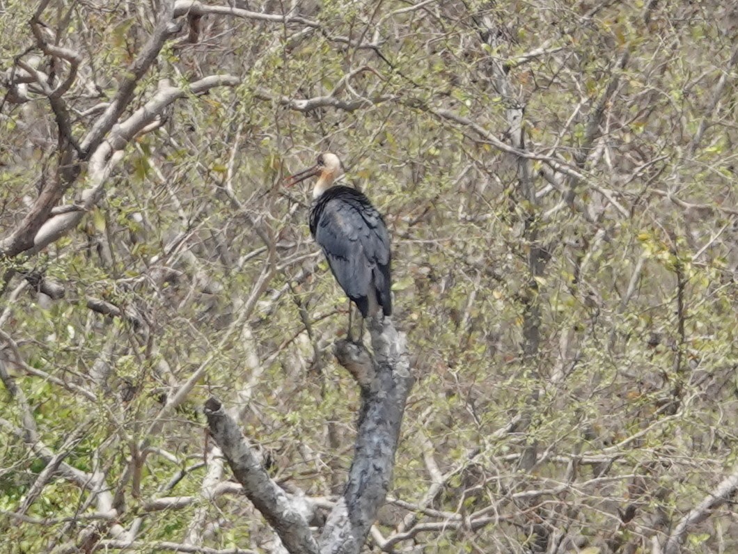 African Woolly-necked Stork - ML617185203